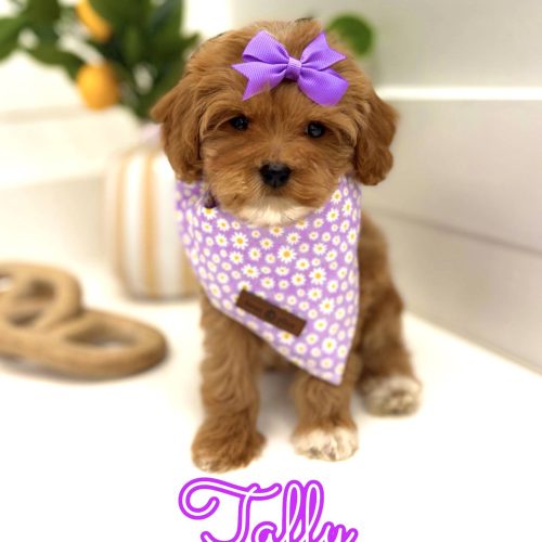 Taffy - FB Cavapoo Puppy - BPPP Litter --