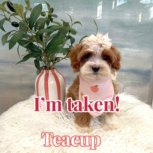 Teacup - FB Cavapoo Puppy - BPPP Litter --_Forever Home in Renton- WA