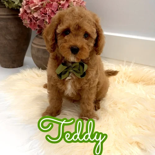 Teddy - FB Cavapoo Puppy - Litter --_