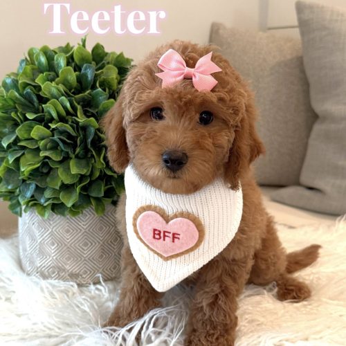 Teeter - Female CKC FB Toy Mini Goldendoodle_