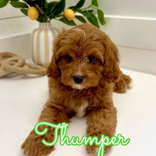 Thumper - F Cavapoo Puppy - BPPP Litter --_