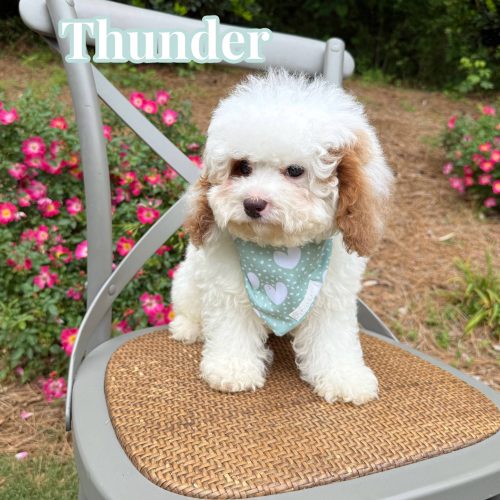 Thunder - FB Cavapoo Puppy - BPPP Litter --_v_