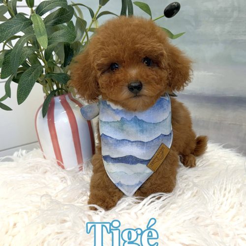 Tige - CKC Toy Micro Goldendoodle Puppy - PPP Litter --