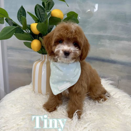 Tiny - FB Cavapoo Puppy - BPPP Litter --_