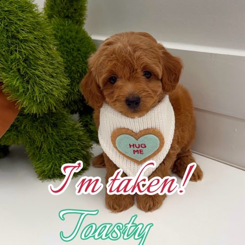 Toasty - CKC FBB Toy Micro Goldendoodle Puppy - -- Litter_Forever Home in Falmouth- ME