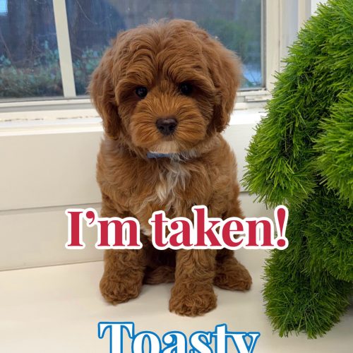 Toasty - FB Cavapoo Puppy - BPPP Litter --_Forever Home in Cincinnati- OH