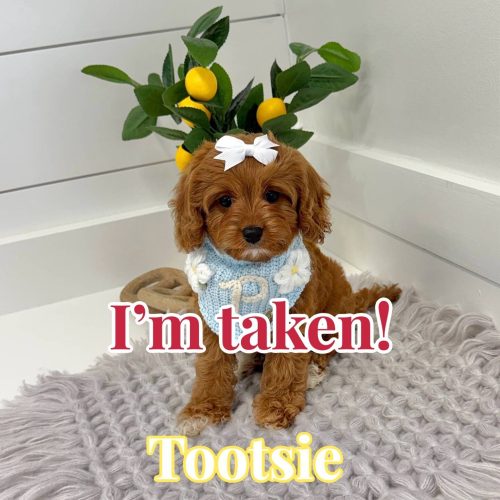 Tootsie - F Cavapoo Puppy - BPPP Litter --_Forever Home in Atlanta- GA