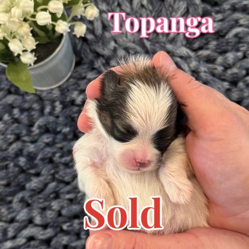 Topanga - AKC Pomeranian - Forever Home in Miami- FL