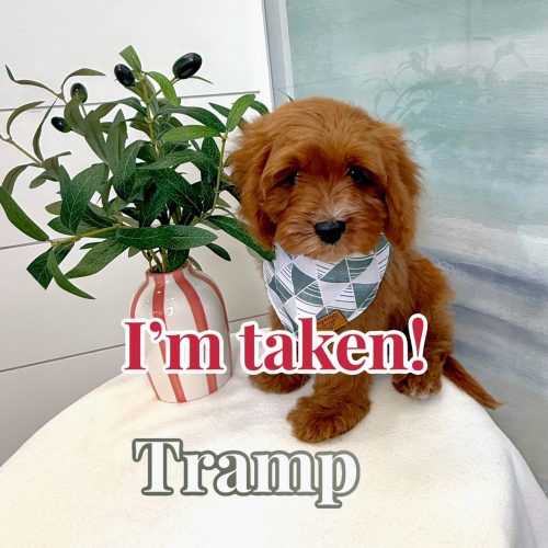 Tramp - F Cavapoo - BPPP Litter -- - Forever Home in Henderson- KY