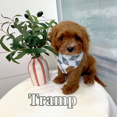 Tramp - F Cavapoo - BPPP Litter --