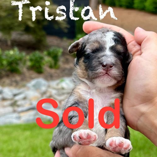 Tristan - Blue Merle with white sock feet Male Toy Micro Bernedoodle_Forever Home in Cumberland ME