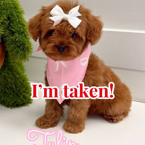 Tulip - FB Cavapoo Puppy - BPPP Litter -- - Forever Home in Austin- TX