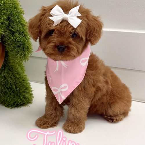 Tulip - FB Cavapoo Puppy - BPPP Litter --_