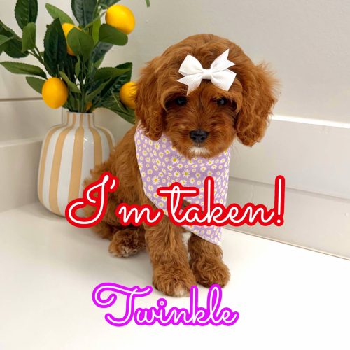 Twinkle - F Cavapoo Puppy - Litter --_