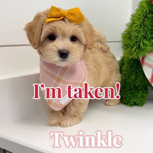 Twinkle - F Maltipoo Puppy - BPPP Litter --