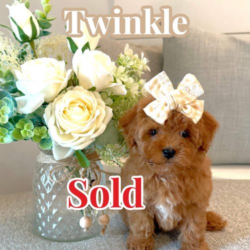 Twinkle - Teddy Bear Red White Female FB Tiny Toy Maltipoo - BPPP - Forever Home in St Augustine- FL