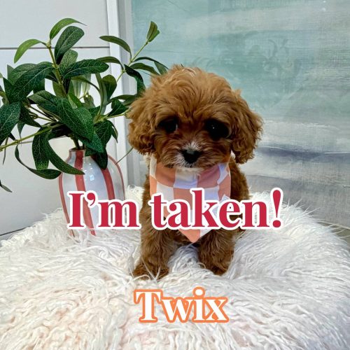 Twix - F Cavapoo Puppy - BPPP Litter --_Forever Home in The Bronx- NY