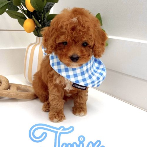 Twix - FB Cavapoo Puppy - BPPP Litter --