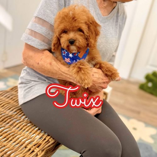 Twix - FB Cavapoo Puppy - BPPP Litter --_v-