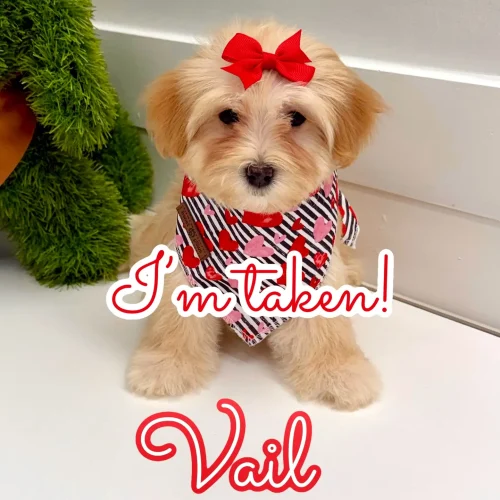 Vail - F Maltipoo Puppy - BPPP Litter --