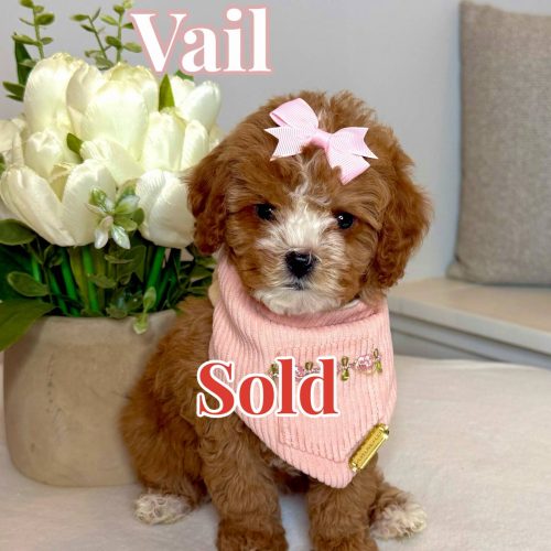 Vail - FB Cavapoo Puppy - BPPP - Forever Home in Nolensville- TN