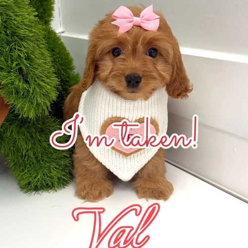 Val - F Cavapoo Puppy - BPPP Litter --_ - Forever Home in Concord- NH