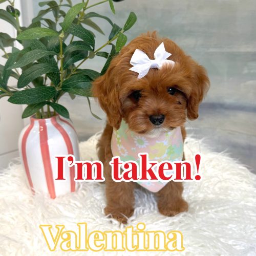 Valentina - F Cavapoo Puppy - BPPP Litter --_Forever Home in Los Angeles- CA