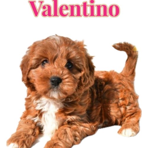 Valentino - Teddy Bear Red & White Female F Cavapoo - Boutique Petite Posh Puppies