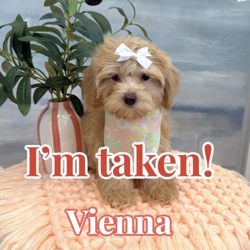 Vienna - F Maltipoo Puppy - BPPP Litter --_Forever Home in Huntsville AL