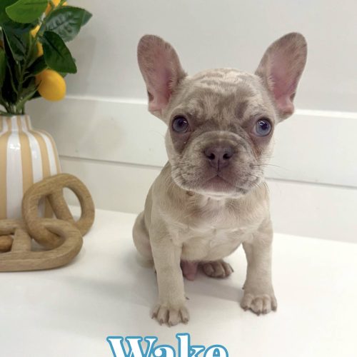 Wake - French Bulldog Puppy - BPPP Litter --