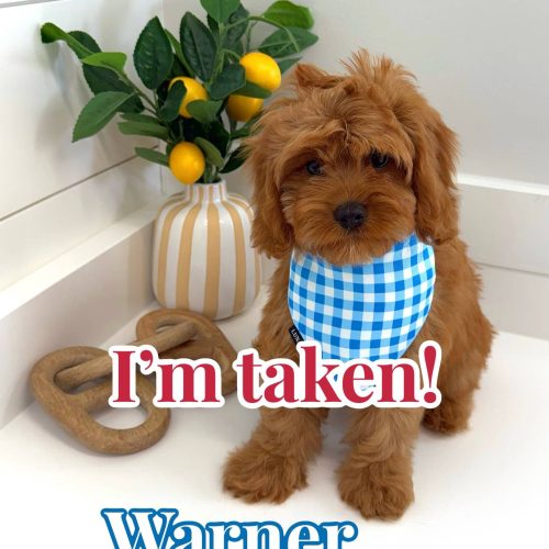 Warner - F Cavapoo - BPPP Litter -- - Forever Home in Fairhope AL