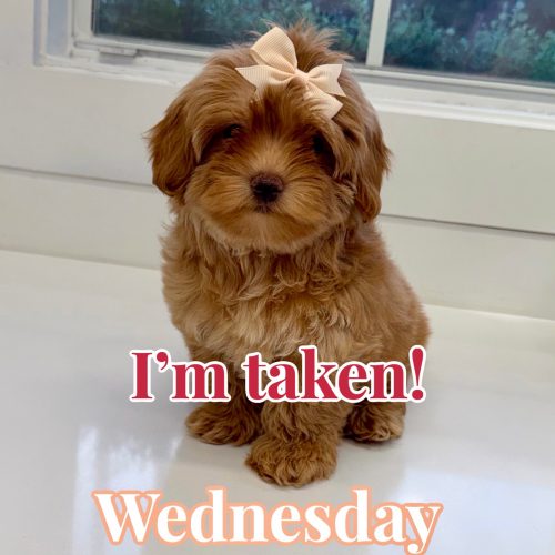 Wednesday - FB Maltipoo Puppy - BPPP Litter --_Forever Home in Adairsville- GA