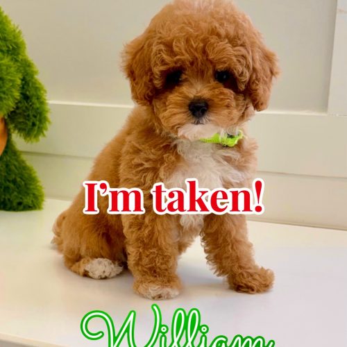 William - FB Cavapoo Puppy - BPPP Litter -- - Forever Home in West Liberty- KY