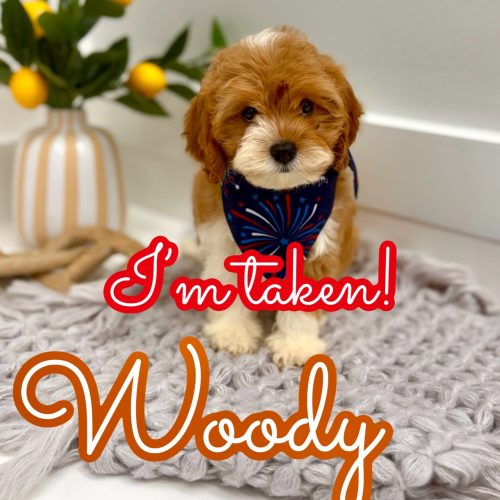 Woody - F Cavapoo Puppy - Litter --_Forever Home in New York- NY