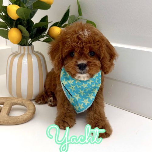 Yacht - F Cavapoo Puppy - BPPP Litter --_