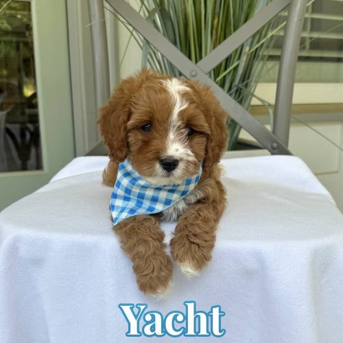 Yacht - Toy Cavapoo - Litter --